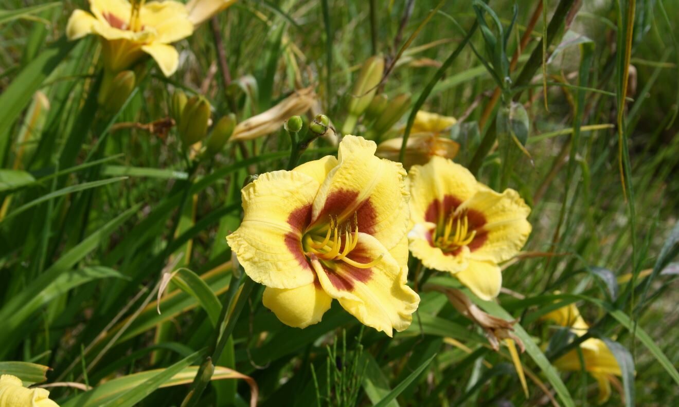 Hemerocallis 'Little Big Man'