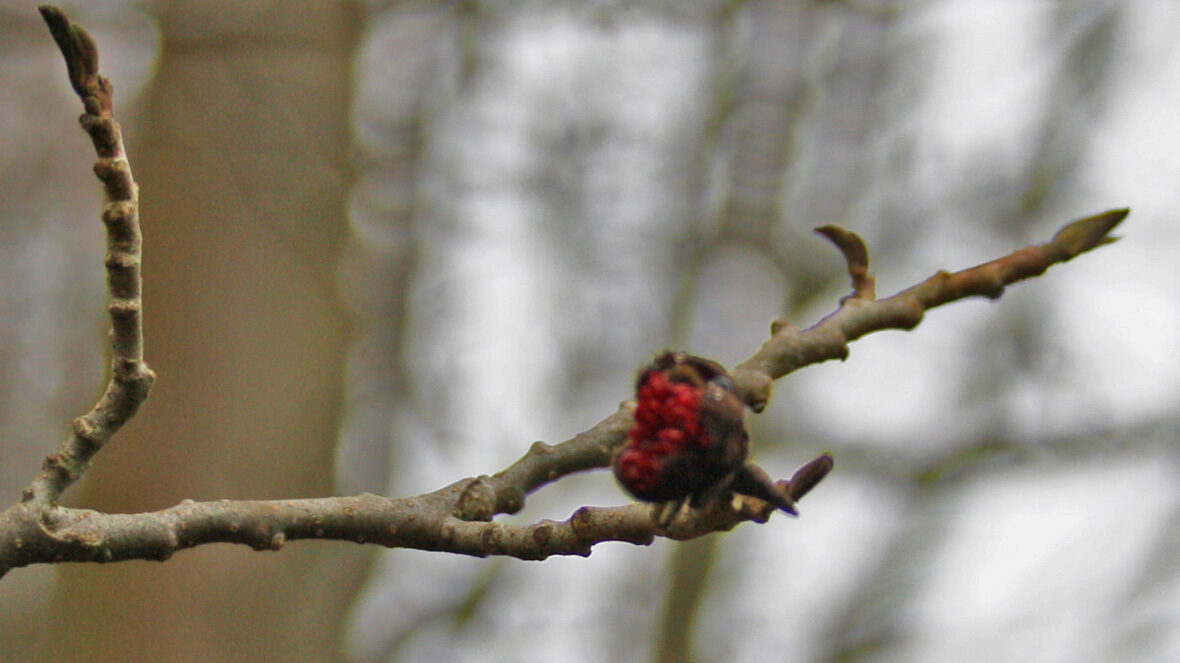 Eisenholzbaum (Parrotia persica 'Vanessa'