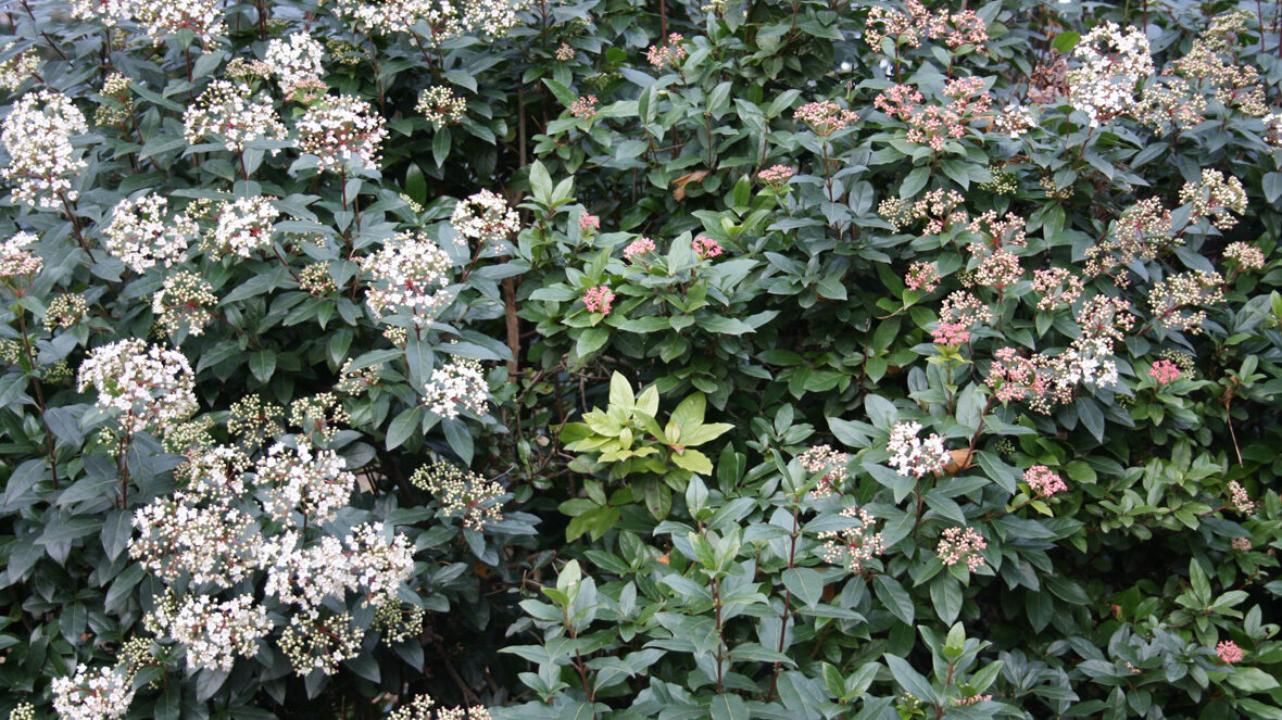 Mittelmeer-Schneeball (Viburnum tinus)