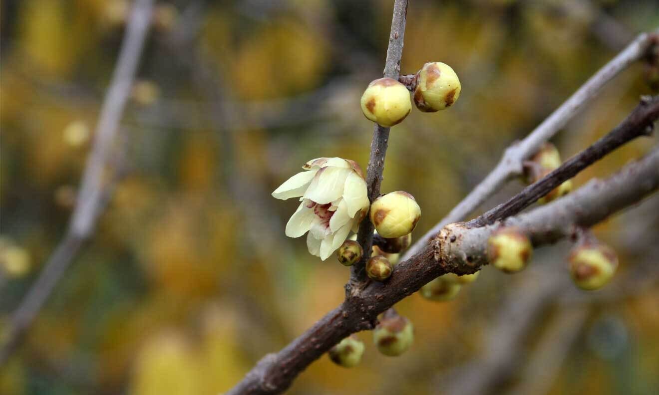 Winterblüte (Chimonanthus praecox)