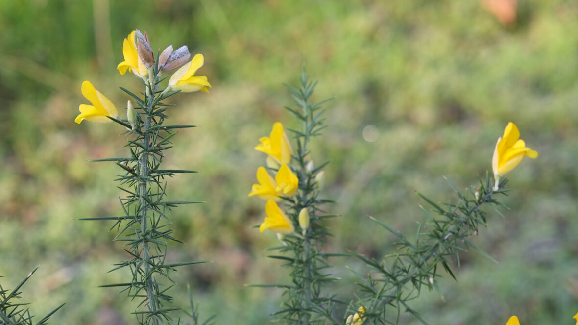 Stechginster (Ulex europaeus)