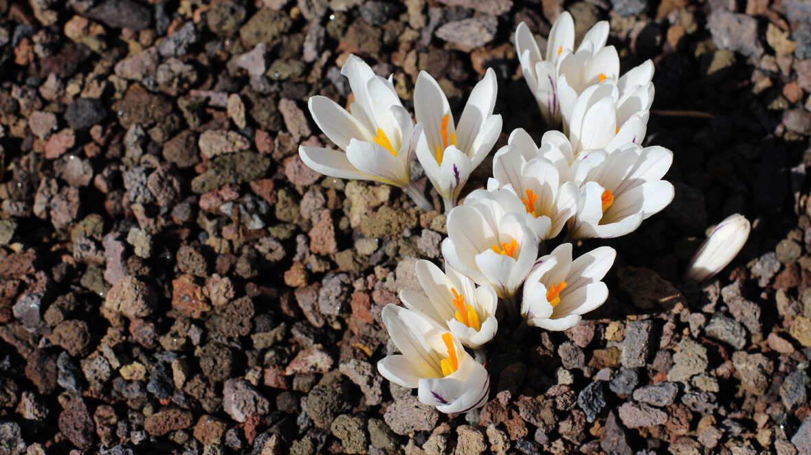 Zweiblütiger Krokus (Crocus biflorus)