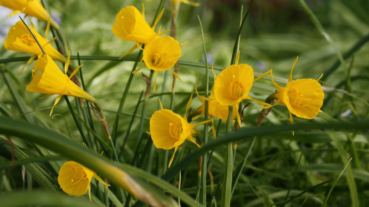 Reifrock-Narzisse (Narcissus bulbocodium)