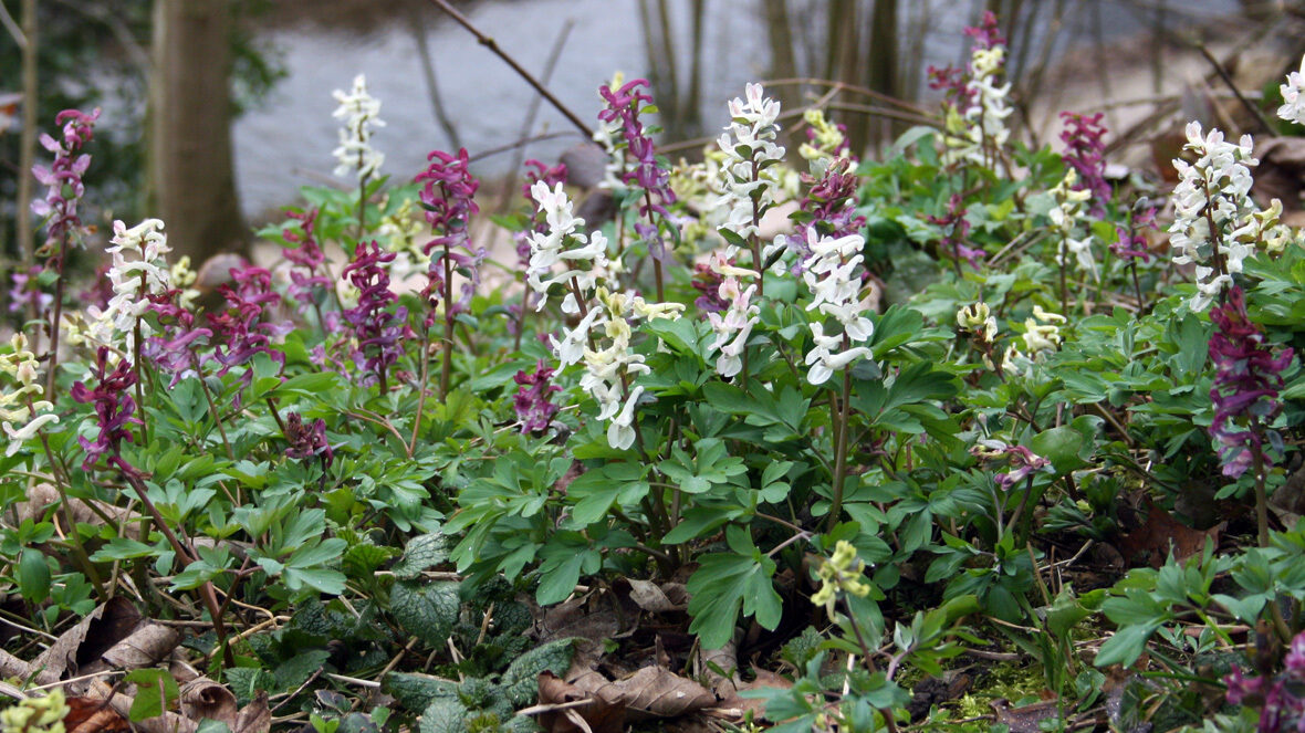 Lerchensporn (Corydalis)