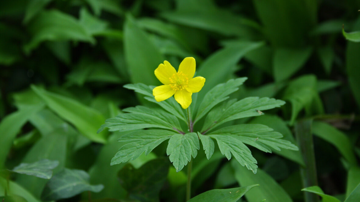 Gelbes Windröschen (Anemone Ranunculoides)