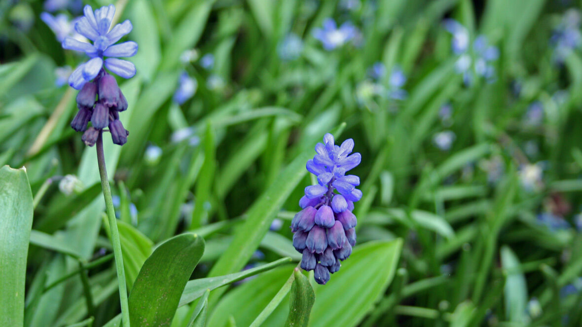 Breitblättrige Traubenhyazinthe (Muscari latifolium)
