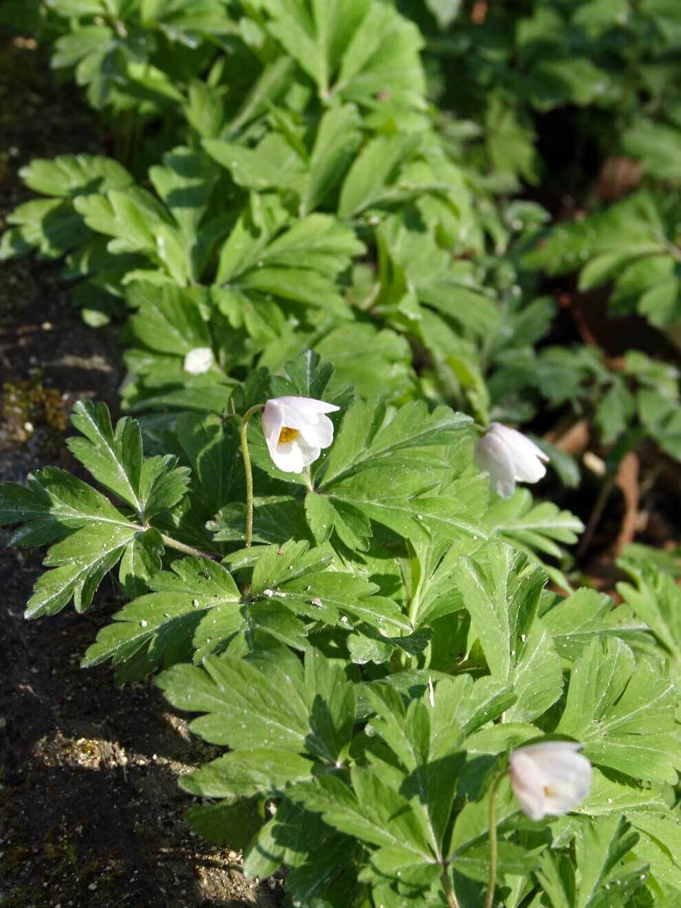 Anemone nemorosa