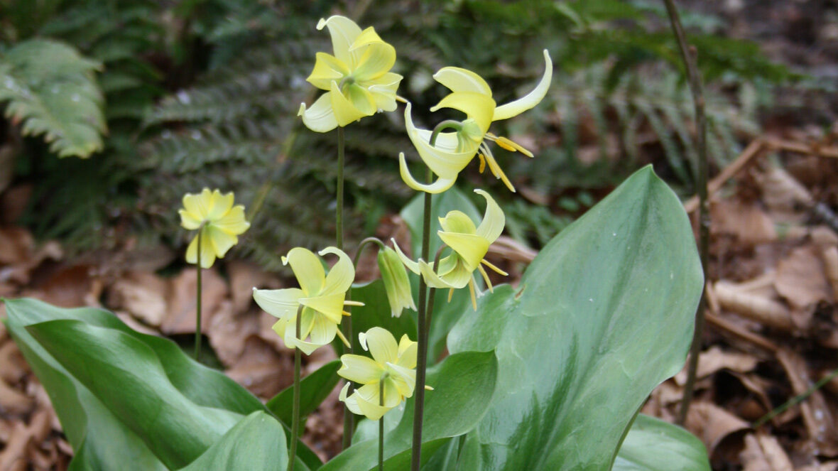 Hundszahn (Erythronium 'Pagoda')