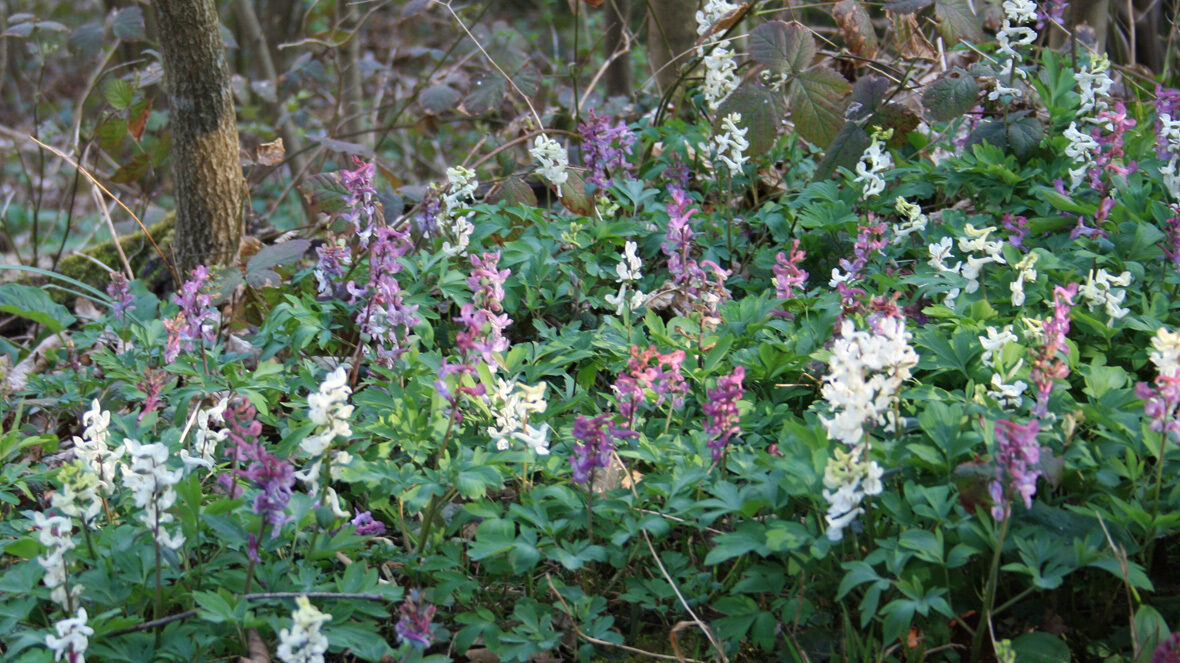 Lärchensporn (Corydalis in Arten)