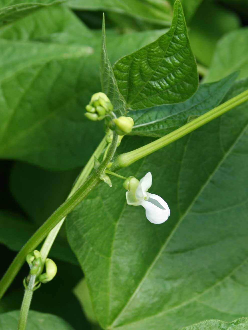Bohne 'Odessa'
