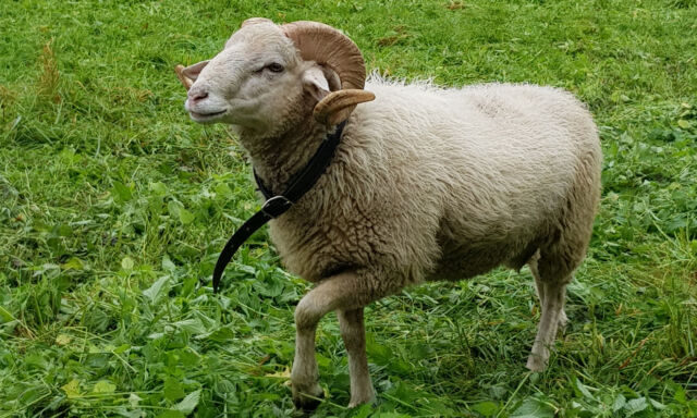  Domian ist da! 