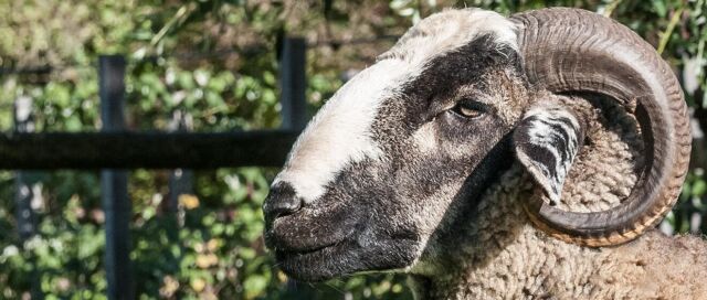 Wilde Kerle in den Gärten