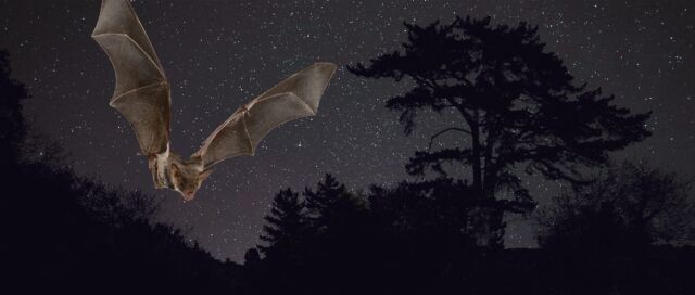 Internationale Fledermausnacht