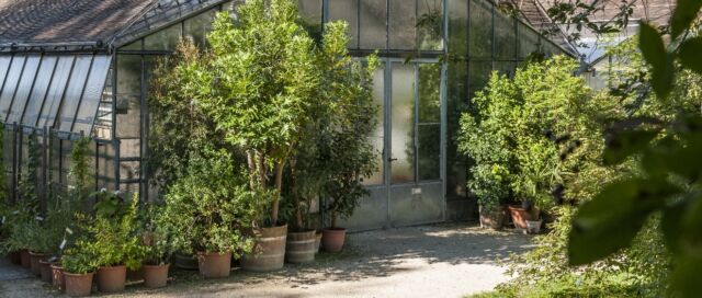 Kübelpflanzenverkauf