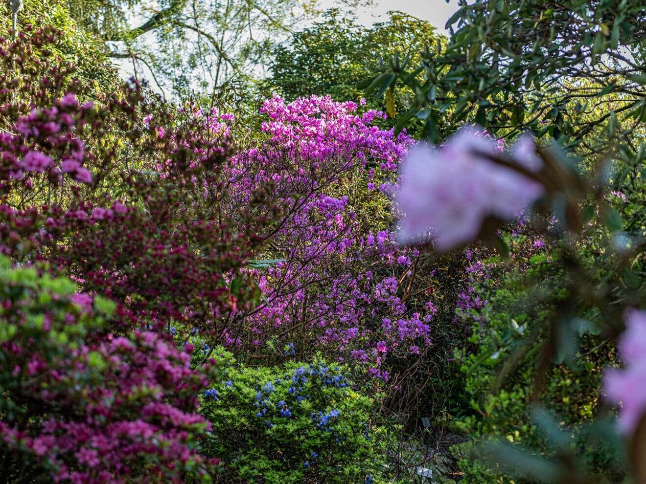 Farbenpracht im Rhododendrontal
© Christoph Merian Stiftung, Kathrin Schulthess