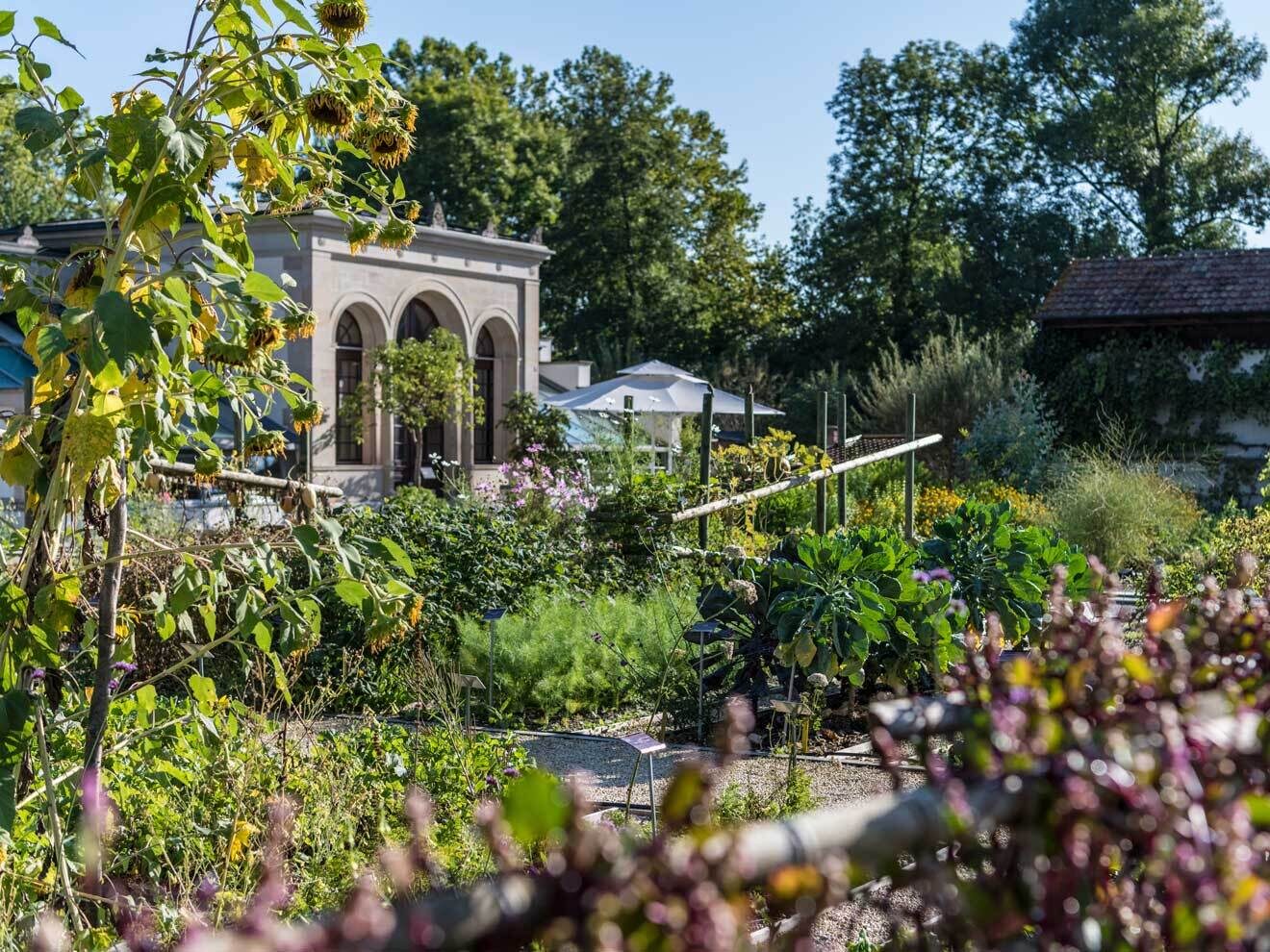 Bauerngarten mit seltenen Gemüsesorten
© Christoph Merian Stiftung, Kathrin Schulthess